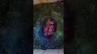 Kohlmeise Mutter bringt Futter #kohlmeise #vogel #nest #birds #baby #nistkasten #tiere