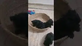 If you're happy and you know it 🐕🐶😍🥰😘- cute happy playful puppies