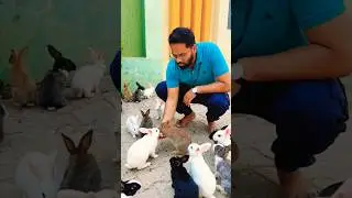 Kitna Sunder Khargosh Hai | World&rsquo;s Most Cute Rabbits 🐰#shorts#viral#youtubeshorts#short #best#love