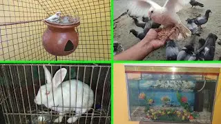 Джевра Фенчес 🐦Я свила гнездо на горшке | Видеоблог о домашних животных | Птицы любви | Распорядо...