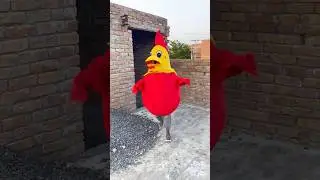 colorful rooster 🐔🐓