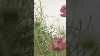Beautiful Nature #short #Candid Captured