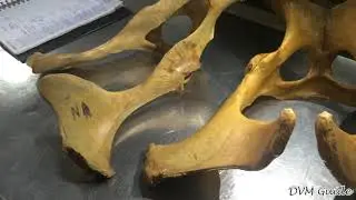 05: Anatomy of Os Coxae of Horse, Ox & Dog (Urdu/Hindi) | DVM GUIDE