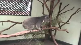 Oscar the coughing Koala from Sydney Australia