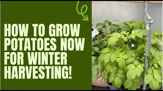 How to grow potatoes now for winter harvests