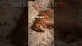 Sleepy Luna 😴🐾🥺 #goldenretriever #sleepydog #luna