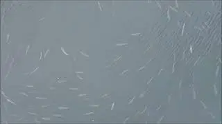 Smith river salmon are they still here Oct 12th 2025