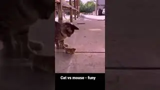 kucing vs tikus, tikus pura pura kejang