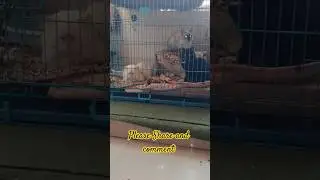 Cute cats | Viral Reel | Funny video | #cat #cuteanimals #catfact