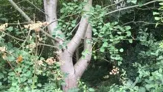 HAUNTED WOODS, EVP VOICES CAPTURED, #EXPLORING #HAUNTED #PARANORMAL #GHOSTS #SUPERNATURAL
