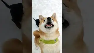 подготовил 😅#dog #dogs #pets #live #life #жизнь #топ #юмор #humor #rils #love #прикол #смех