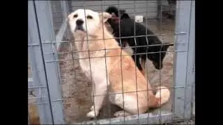 Canile di Baicoi, Prahova, Romania.wmv