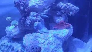 Red Sea Reefer 200 XL