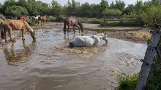 Badestelle im Offenstall