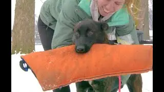Year One With My Dutch Shepherd Puppy - What It Was Like