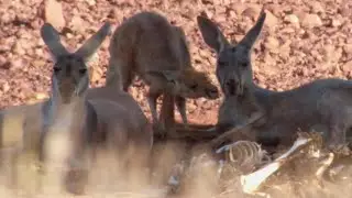 Amazing Kangaroo Technique to Stay Cool | Planet Earth | BBC Earth