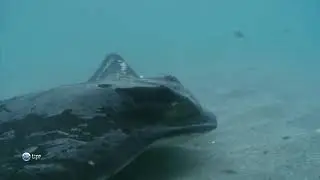 Какова техника охоты стаи касаток (сем. Delphinidae) на морского орла из семейства Myliobatidae ?