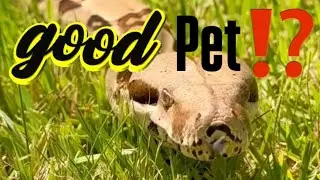 Do Boas Make Good Pets?