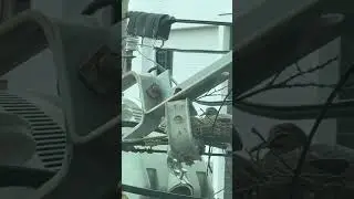 Baby bird on telephone pole