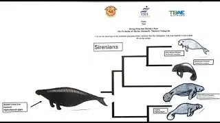 TBAE's Florida's Flora and Fauna Classroom Lesson #:1 Manatee Cladogram
