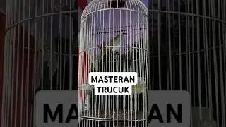 Masteran trucuk #trucuk #trucukan #fyp #trending #kicaumania #trucukropel #trucukgacor