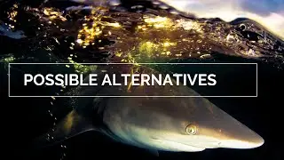 Shark and Ray Webinar Episode 7 &ndash; Possible Alternatives: Too far-fetched or a possibility?