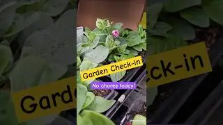 Daily garden check-in #garden #youtubeshorts #shorts #flowers #plants #seeds #vegetables