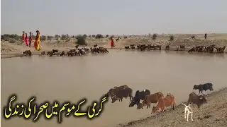 Life in  Hot Desert | Daily routine of Desert People | Living alone in hot desert YouTube