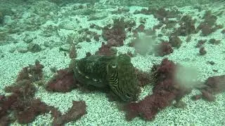 Cute Cuttlefish changing pattern & color at Palm-Mar Wall Tenerife Oct 25 while scuba diving