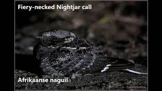Fiery-necked Nightjar call