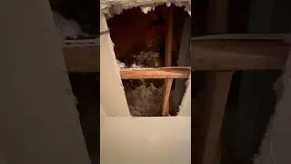 Mold From Roof Leak?😷 #mold #construction #leak