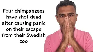 Four chimpanzees have shot dead after causing panic on their escape from their Swedish zoo