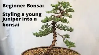 Beginner Bonsai - Styling a young juniper bonsai - easy for beginners DIY beginners bonsai