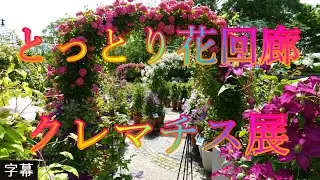 梅雨の前 5月21日 日曜 晴れ 花香る道筋 とっとり花回廊 クレマチス展 日本 鳥取県西伯郡南部町鶴田 とっとり花回廊 @WalkingYoshi
