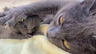 Chartreux/Kart&auml;user Katzenfamilie 🥰😻❤️