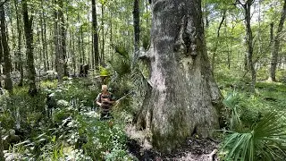 The Goethe Giant (Ancient Cypress Tree) in Goethe State Forest