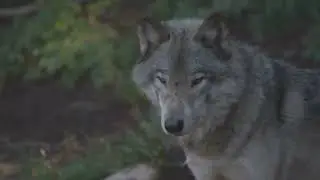 10 Animal Facts That Break Your Brain