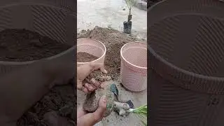 Champa plant potting growth from Champa cutting at home Champa plant  care tips  #gardening #tips 😜