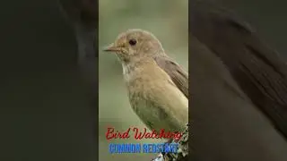 bird watching a redstart #shorts