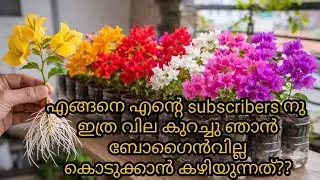 15 ദിവസം കൊണ്ട് ബോഗൻവില്ല എളുപ്പത്തിൽ വളർത്താം 🌺 | 100% വേരു പിടിപ്പിക്കനുള്ള മാർഗ്ഗം | bougainville