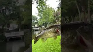 My Fav Spinner combo 4 Bass Fishing (Penn 3500)