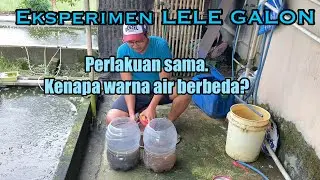 [04] HARI Ke-7 EKSPERIMEN LELE GALON PAKAN PROTEIN 25%| 3 Hari Ganti Air