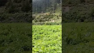 Ancumah                                     Hayrat /TRABZON