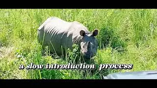 Rhino mating process