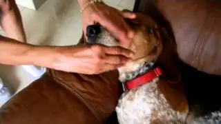 Beagle reverse sneezing solution