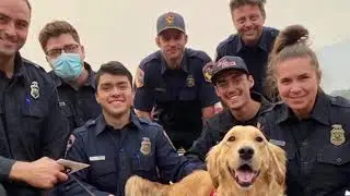 Golden retriever who comforts firefighters in California