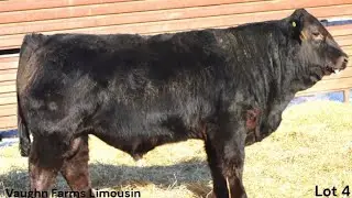 Lot 4 CRVL NEWSROOM 531N | Vaughn Farms Limousin 