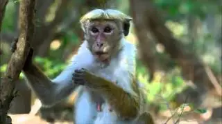 Monkeys like humans part 2