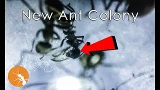 Unboxing a New Ant Colony