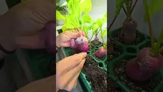 Who said you can't grow fresh food in the winter?